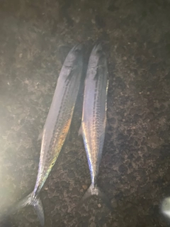 サゴシの釣果