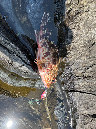 アラカブの釣果