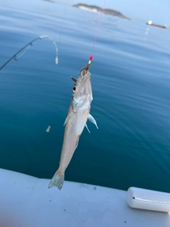 キスの釣果