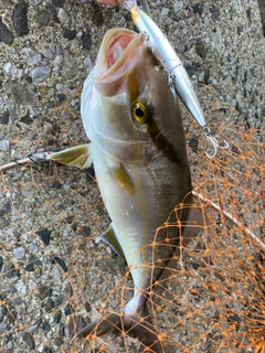 ネリゴの釣果