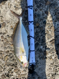 ネリゴの釣果