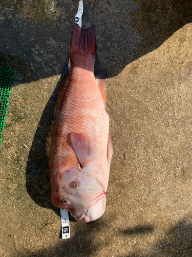 コブダイの釣果