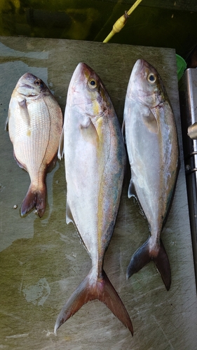 カンパチの釣果