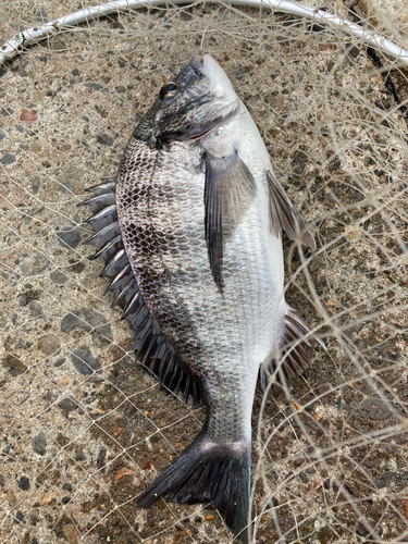 クロダイの釣果