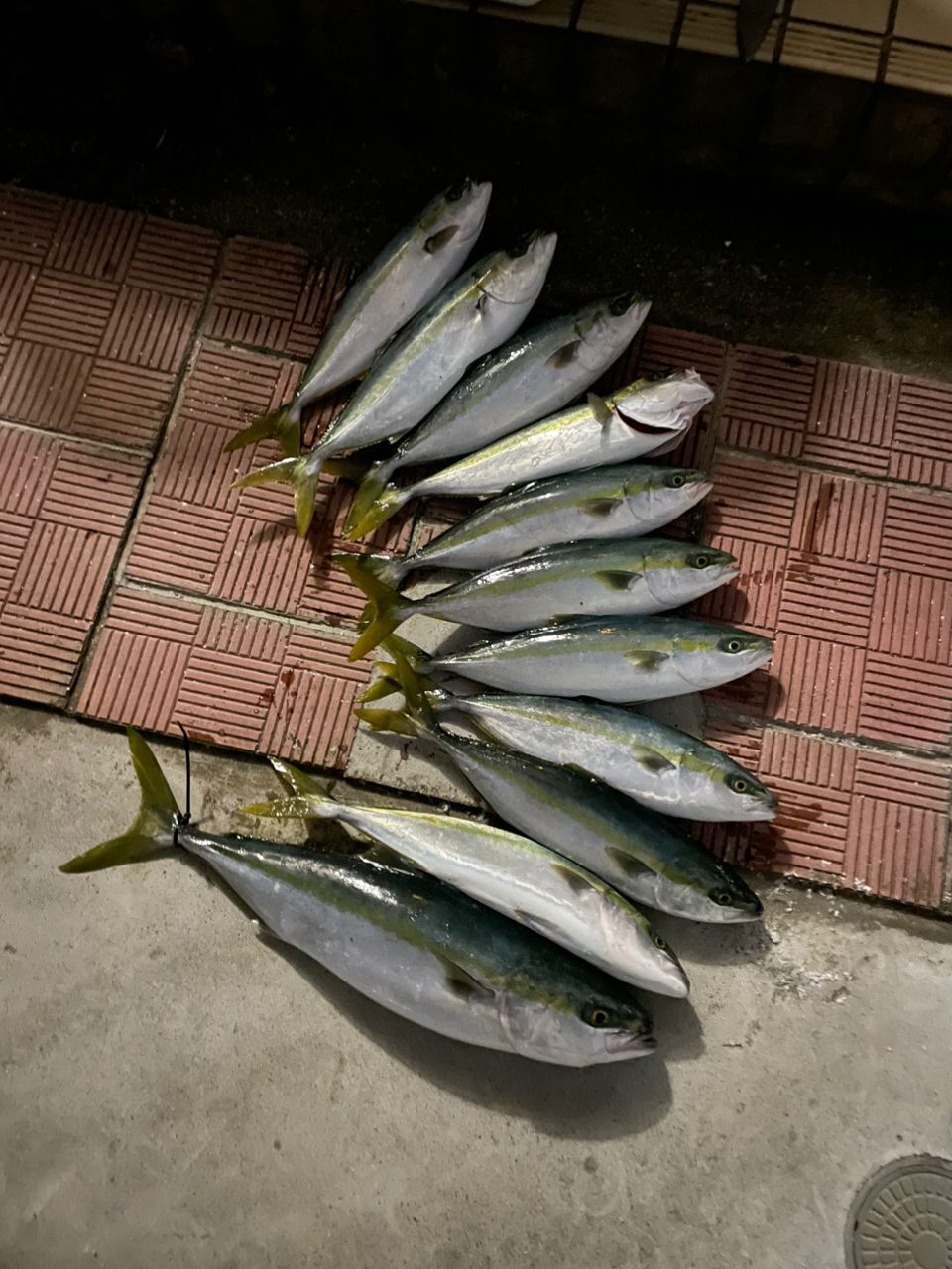 ずっと釣りしてたい🎣さんの釣果 2枚目の画像