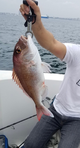 マダイの釣果