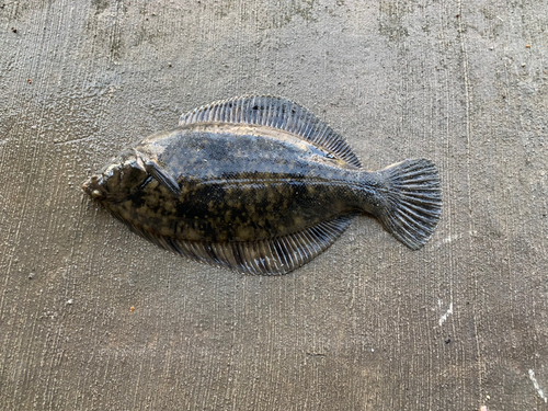 カレイの釣果