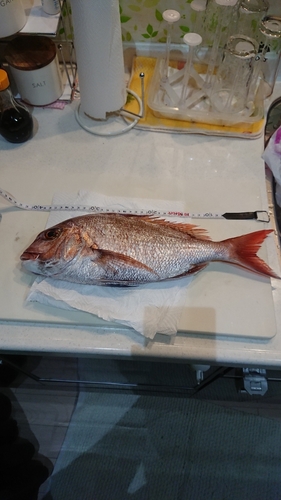 タイの釣果