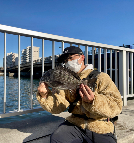 チヌの釣果