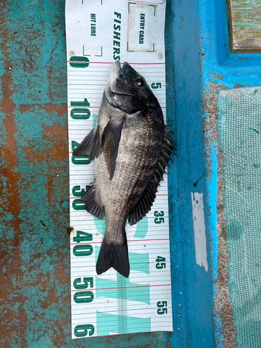 クロダイの釣果