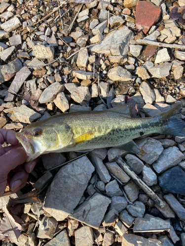 ヘラブナの釣果