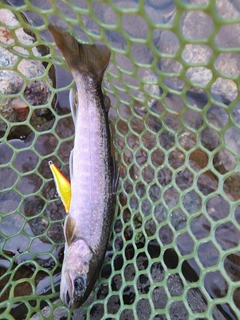 イワナの釣果