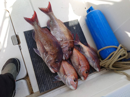 マダイの釣果