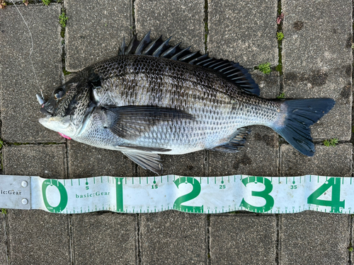 クロダイの釣果