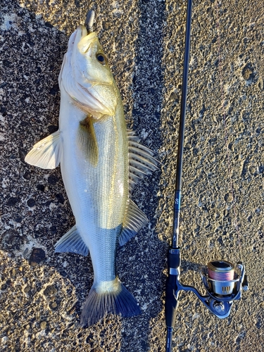 シーバスの釣果