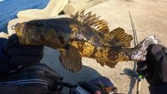 タケノコメバルの釣果