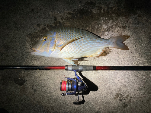 ハマフエフキの釣果