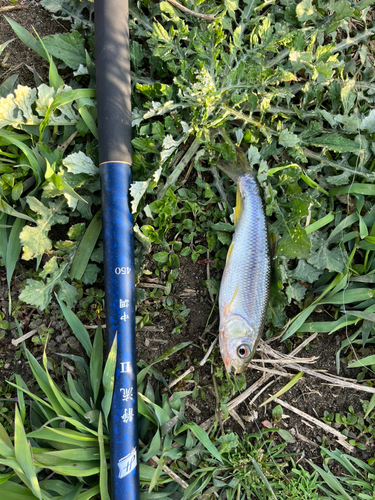 カワムツの釣果