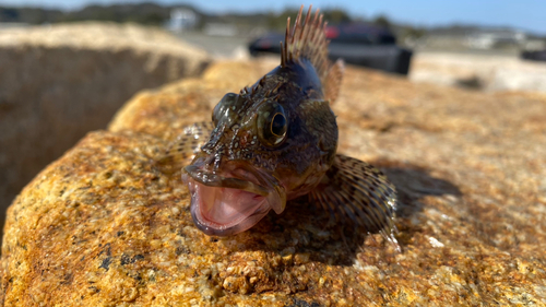 ガシラの釣果