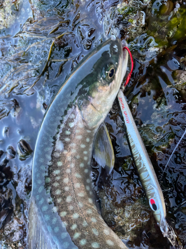 アメマスの釣果