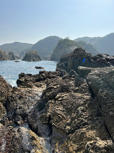 アオメバルの釣果