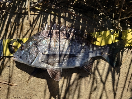 クロダイの釣果