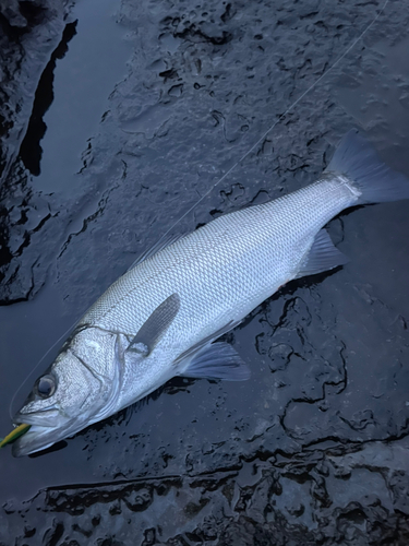 ヒラスズキの釣果