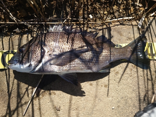 クロダイの釣果