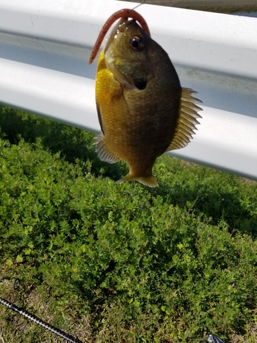 ブルーギルの釣果