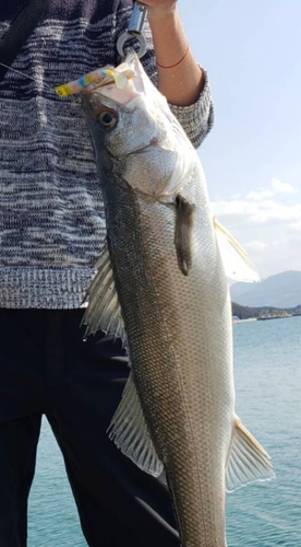 スズキの釣果