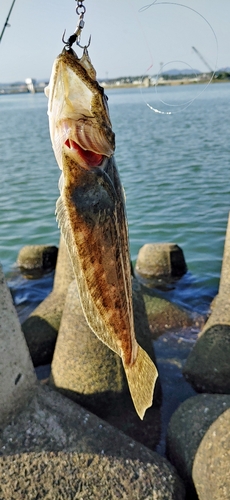 ヒラメの釣果