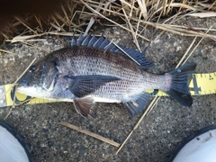 クロダイの釣果