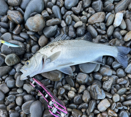 ヒラスズキの釣果