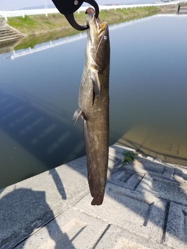 ナマズの釣果