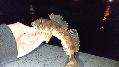 カジカの釣果