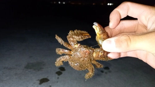 カニの釣果