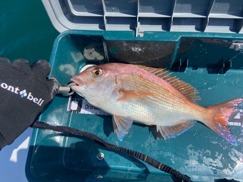 タイの釣果