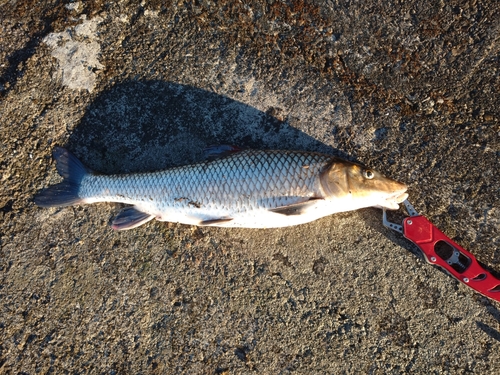 ニゴイの釣果