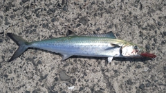 サゴシの釣果