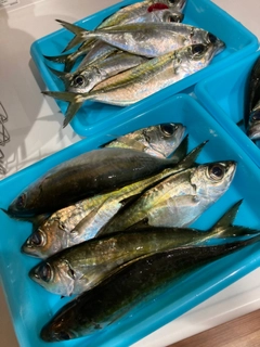 マルアジの釣果