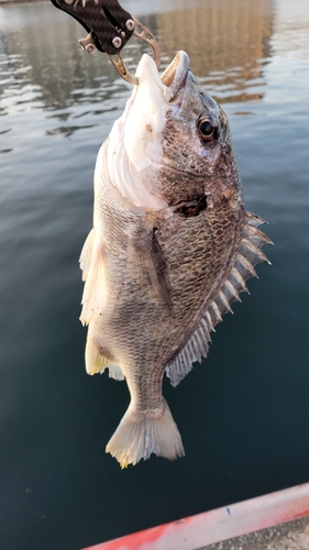 キチヌの釣果