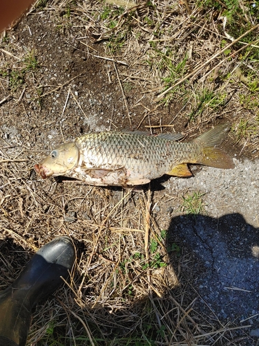 コイの釣果