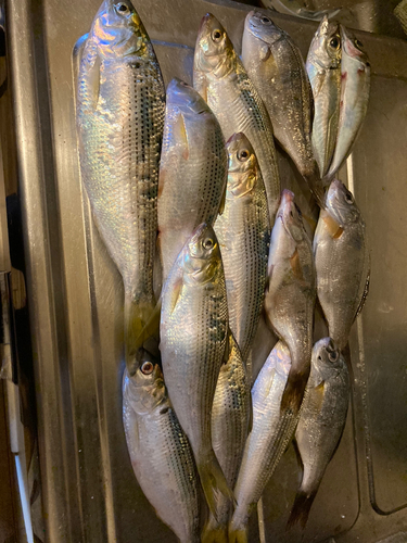 コノシロの釣果