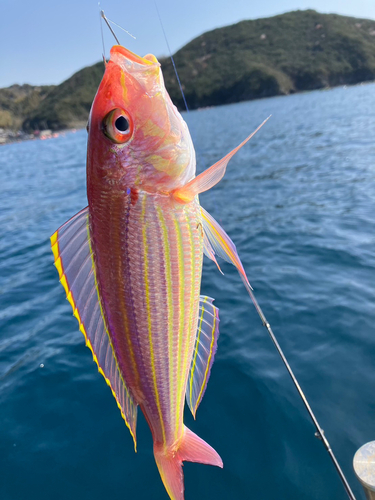 イトヨリダイの釣果