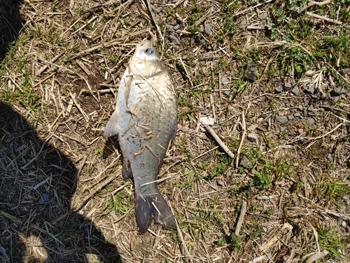 フナの釣果