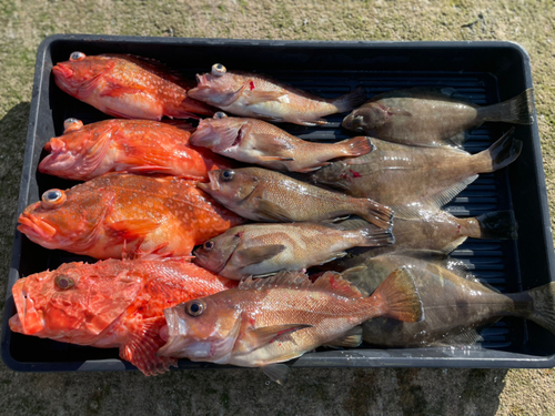 オニカサゴの釣果