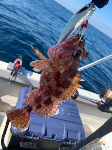 カサゴの釣果