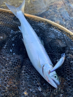 シラメの釣果