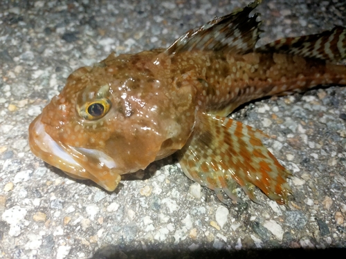 カジカの釣果