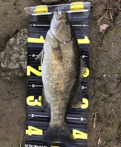 スモールマウスバスの釣果